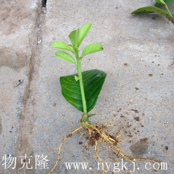 香港荣威植物克隆，一叶成苗